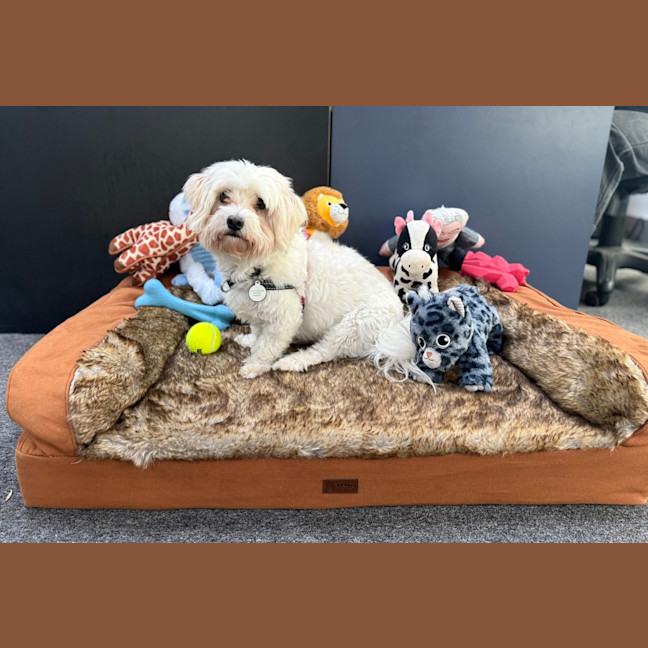 Photo of Max (Was Yoki ) 