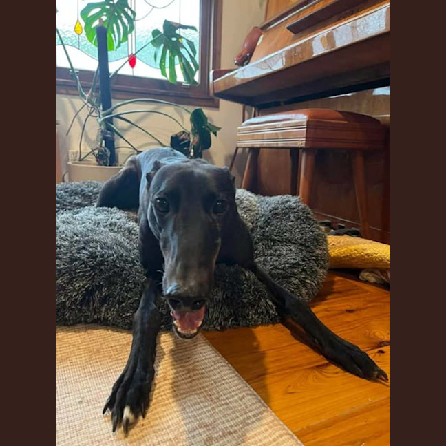 Photo of Egor, The Greyhound