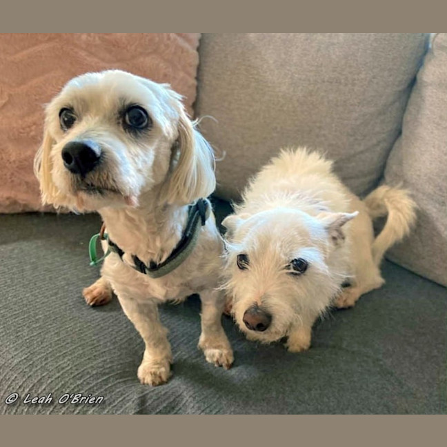 Photo of Ziggy And Bailie