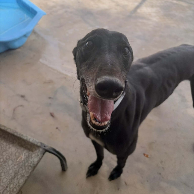 Photo of Mushu The Greyhound