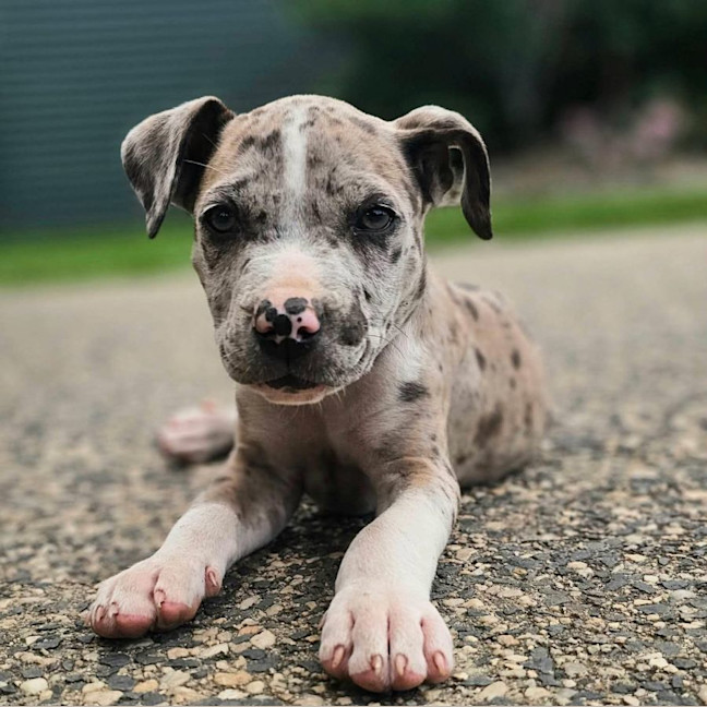 Photo of Keno