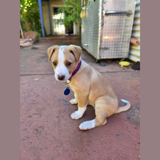 Photo of Jewel