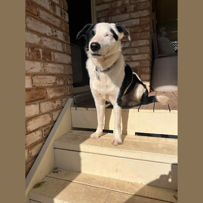 Photo of Spotty