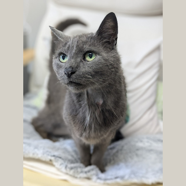 Photo of 🌼 Esmerelda 5696 🌼