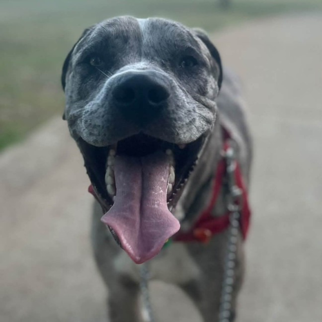 Photo of Patch