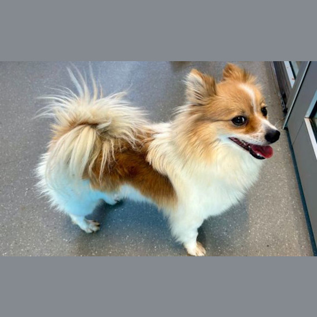 Photo of Marbles