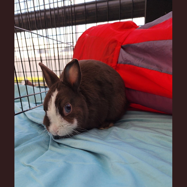 Photo of Biscoff / Biscuit