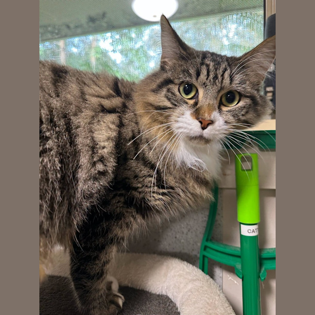 Photo of Smokey