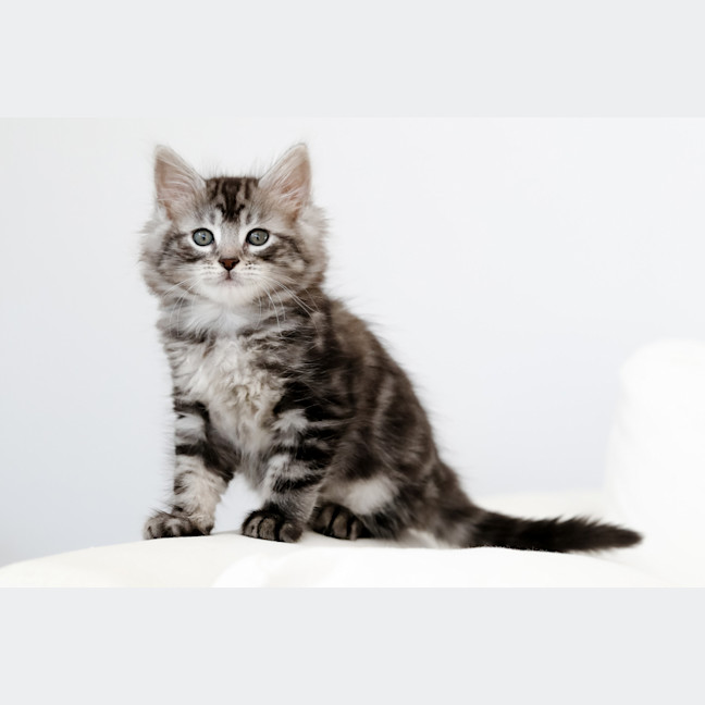 Photo of Spike