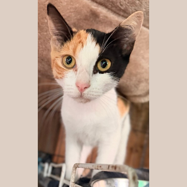 Photo of Kit Kat (And Cashew)