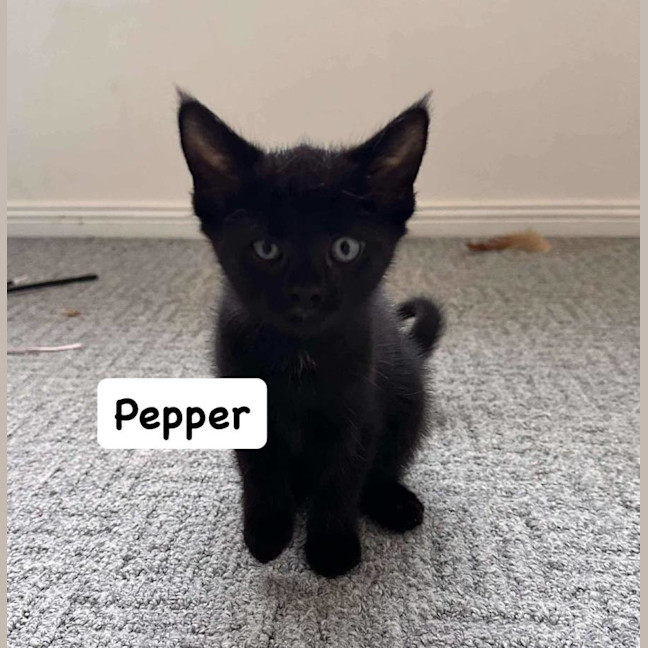 Photo of Pepper 