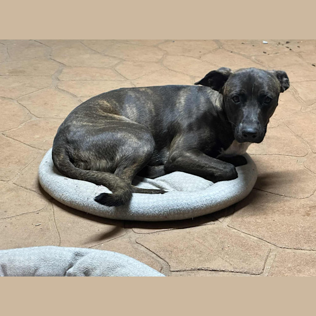 Photo of Tide (Milo)