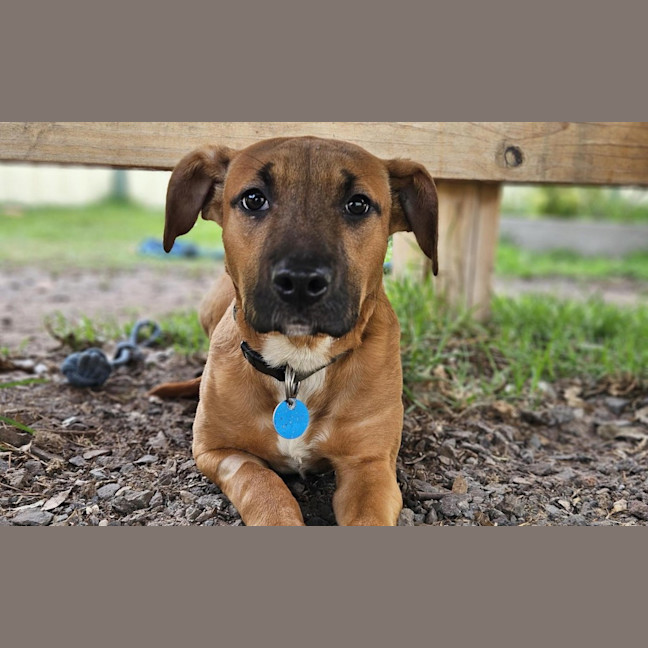 Photo of Honey