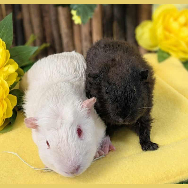 Photo of Ghost & Patrick