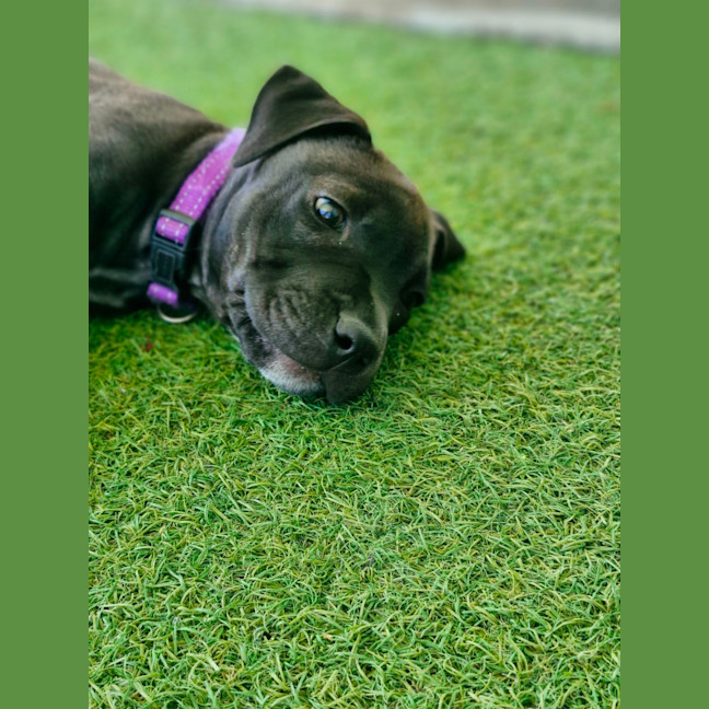 Photo of D1102 Harper