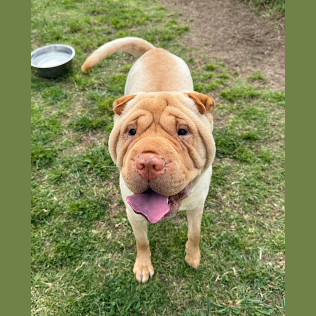 Photo of Versace (67066)