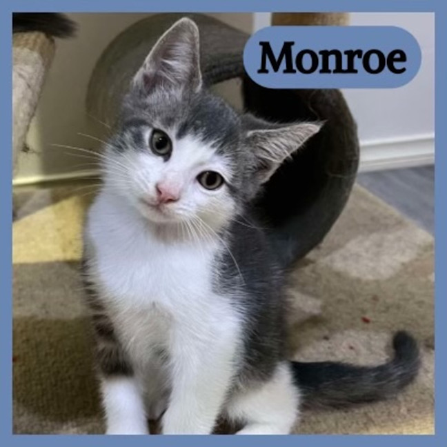 Photo of Monroe