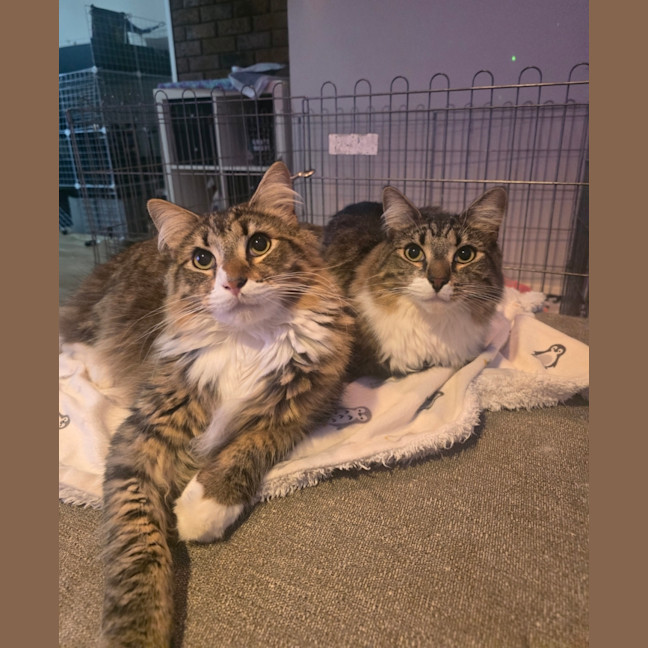 Photo of Fester & Gomez (Located In Wantirna South)