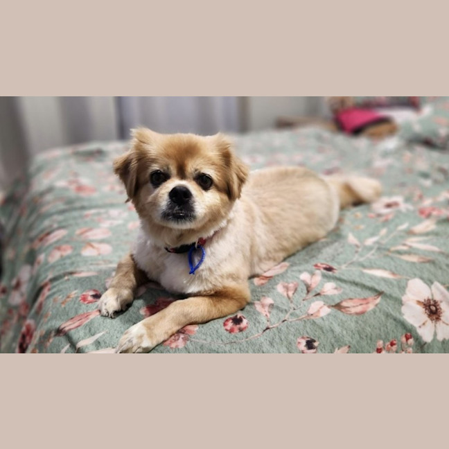 Photo of Pebbles   10 Year Old Tibetan Spaniel