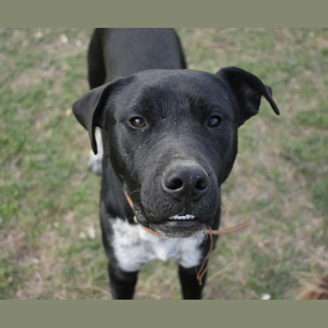 Photo of Sage