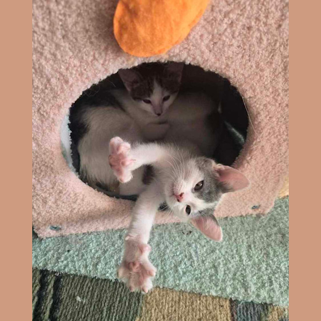 Photo of Cabbage   Meet Me At Vets On Parker