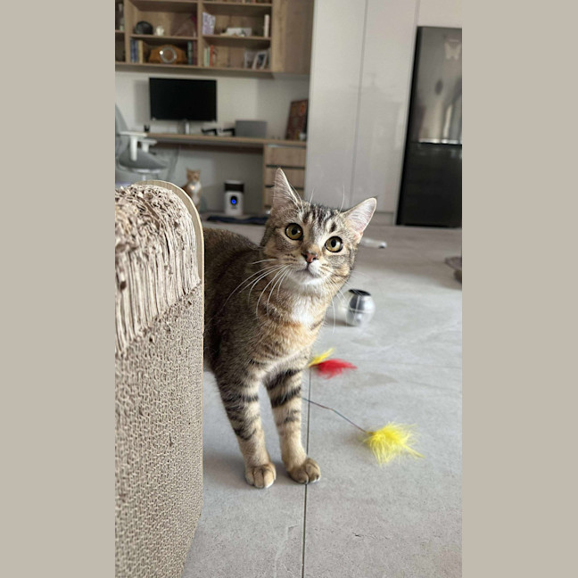 Photo of Shelby