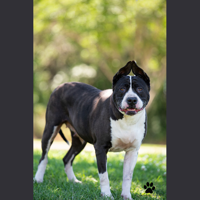 Photo of Bella