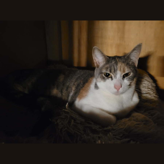 Photo of Liberty    Now Available At Pet Quarters Thornton