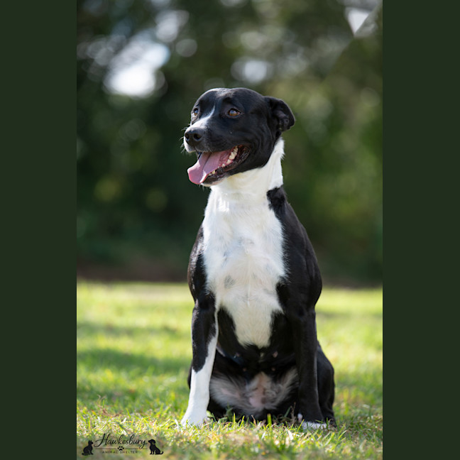 Photo of Lucky