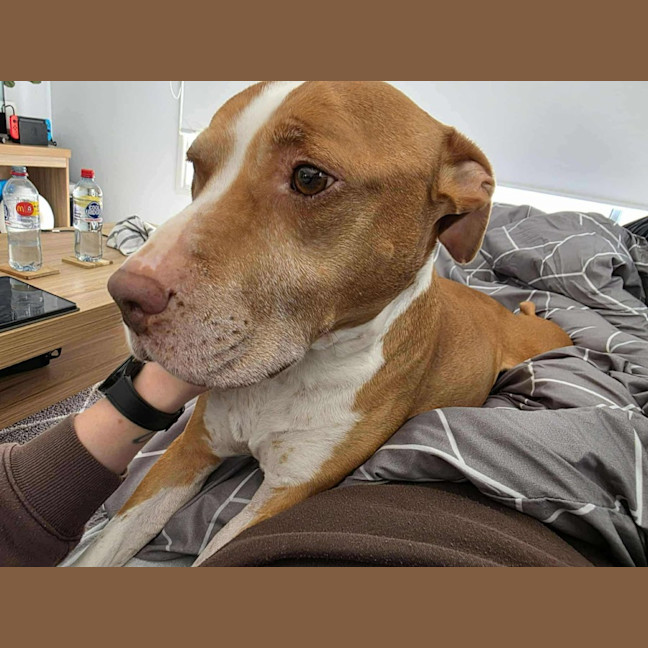 Photo of Rocco