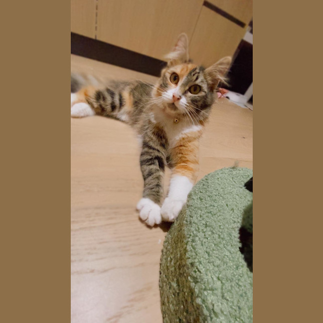 Photo of Heka