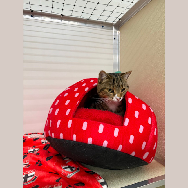 Photo of 🦋 Cleo 7124 🦋