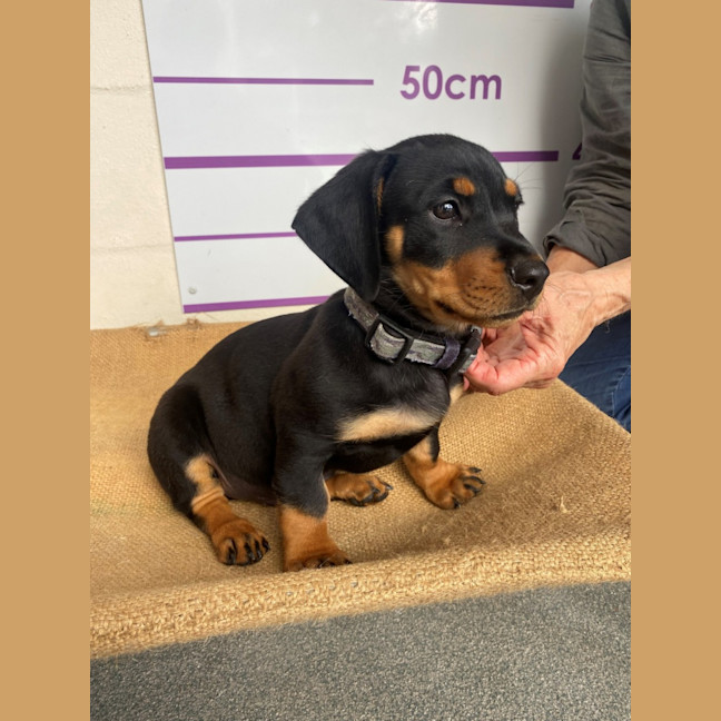 Photo of D1114 Roland