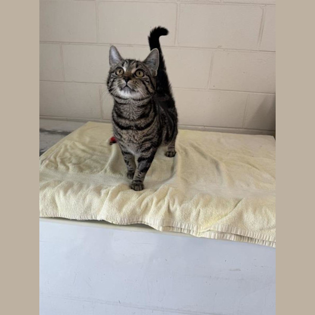 Photo of Bonita
