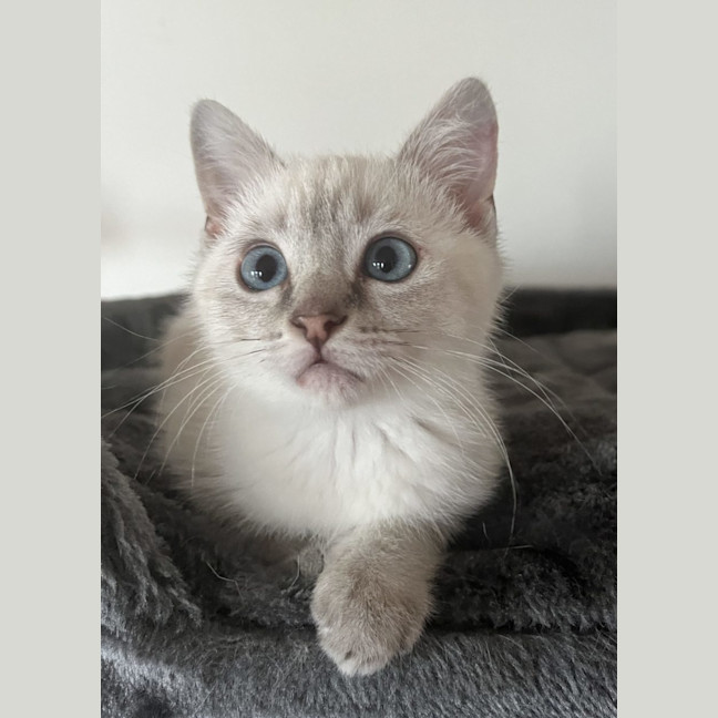 Photo of Lincoln   Available 19/11/24