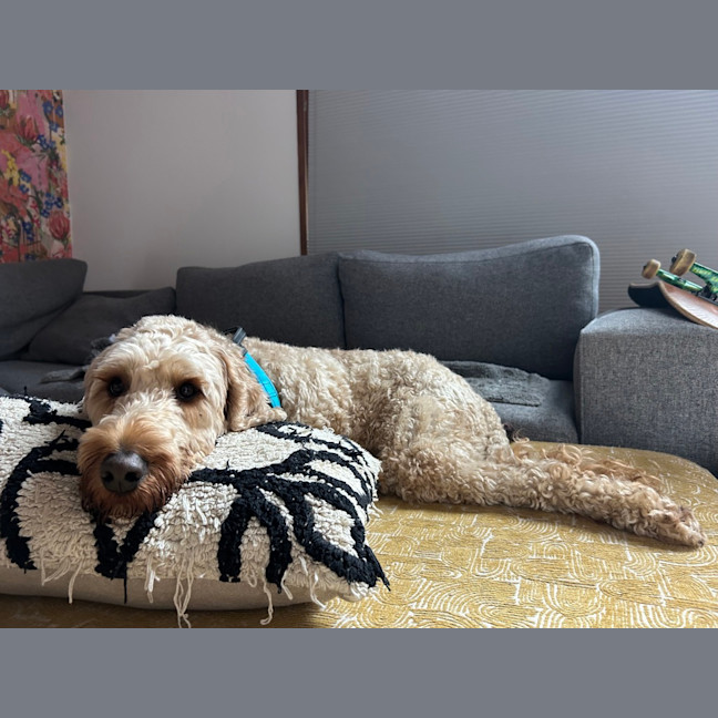 Photo of Brodie