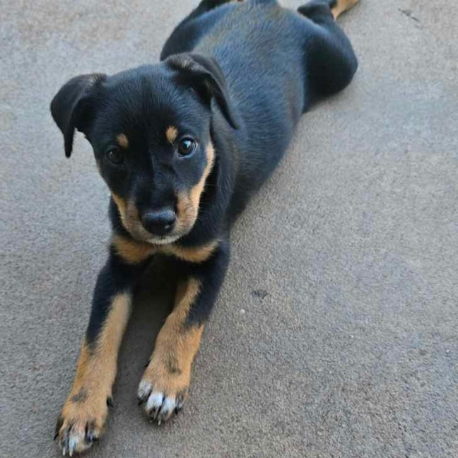 Photo of Paxton