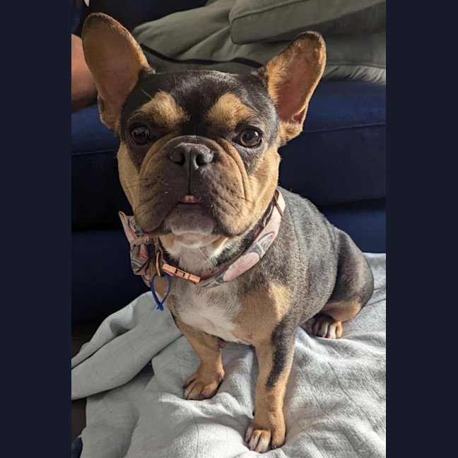 Photo of Lexi   1 Year Old French Bulldog (On Trial)