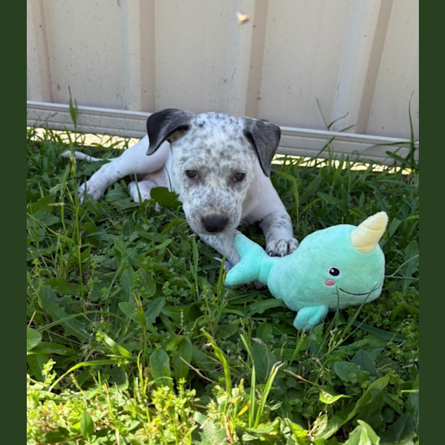 Photo of Bluey   9 Week Old Cattle Dog X