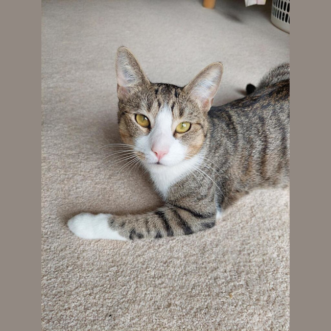 Photo of Henry