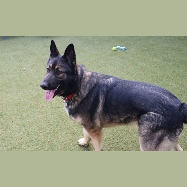 Photo of Rex