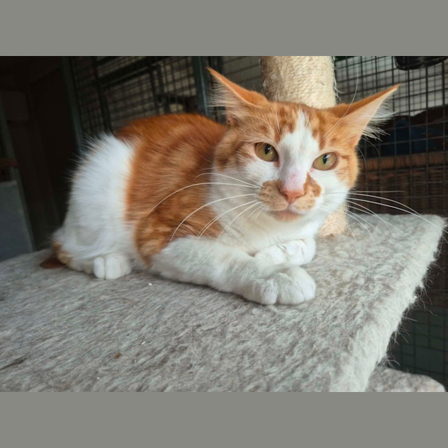 Photo of Nunu ** 2nd Chance Cat Rescue**