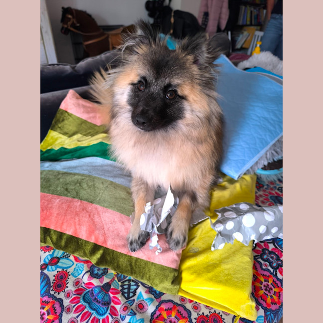 Photo of Whimsy