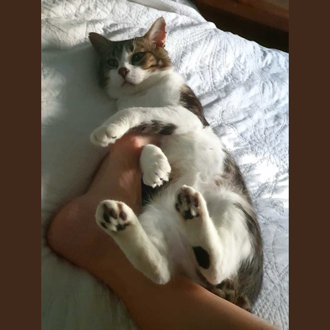 Photo of Chester
