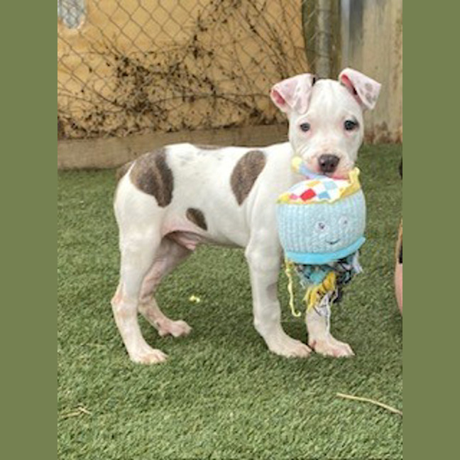 Photo of Jax