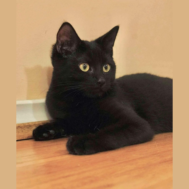 Photo of Shadow 🥰