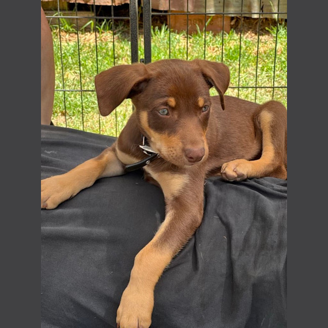 Photo of Hokey Pokey