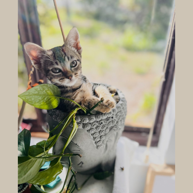 Photo of Milo