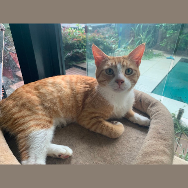 Photo of Boomer