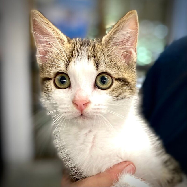 Photo of Huxley